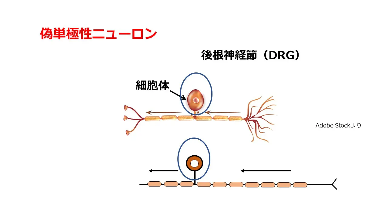 後索障害 オファー 照明改善