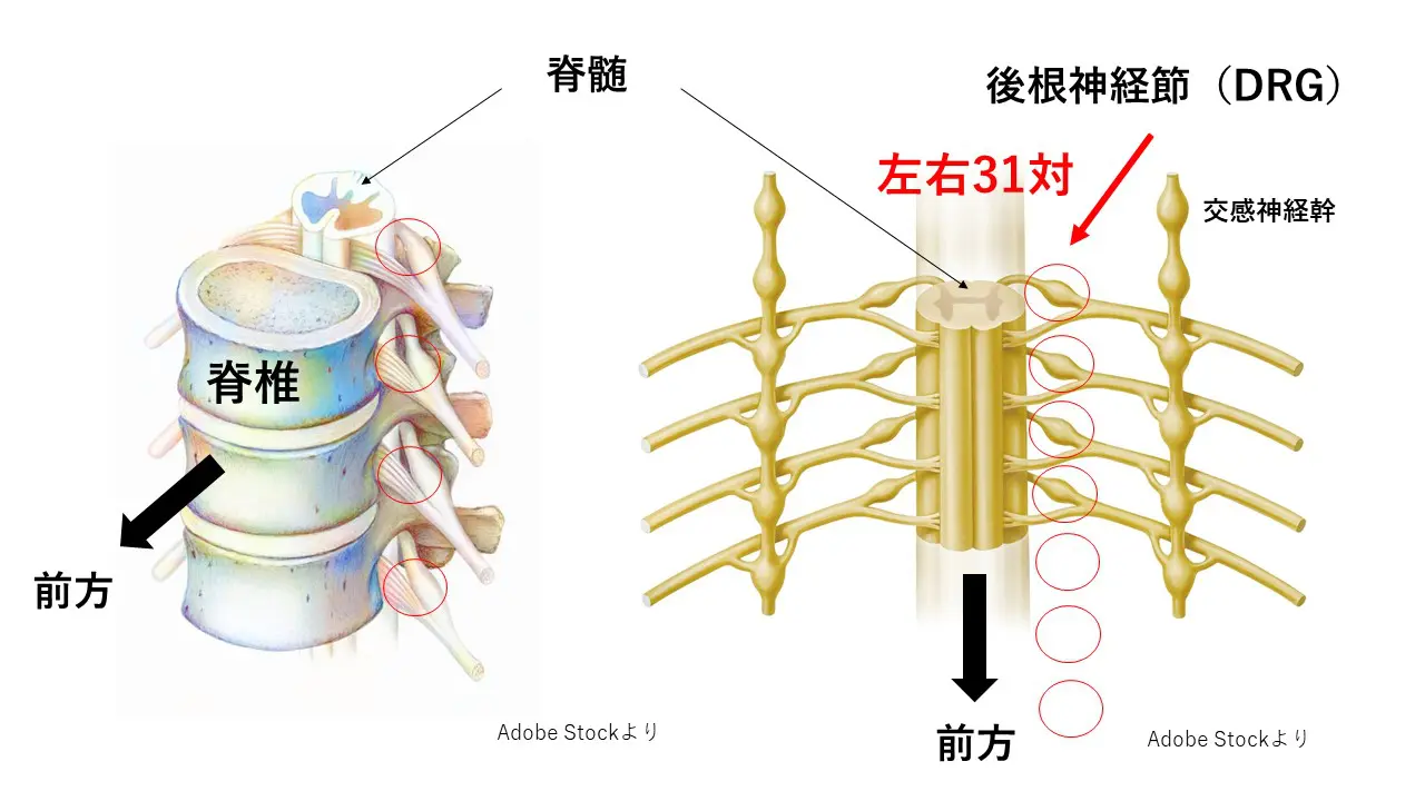 後索障害 オファー 照明改善