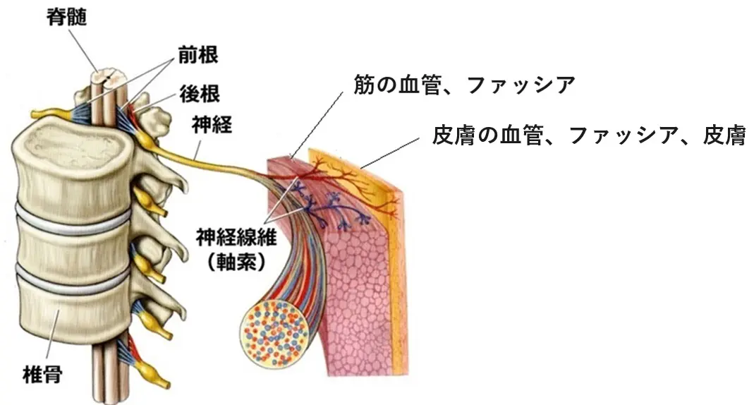 小径線維ニューロパチー（SFN） | 喜山整形ハーブクリニック