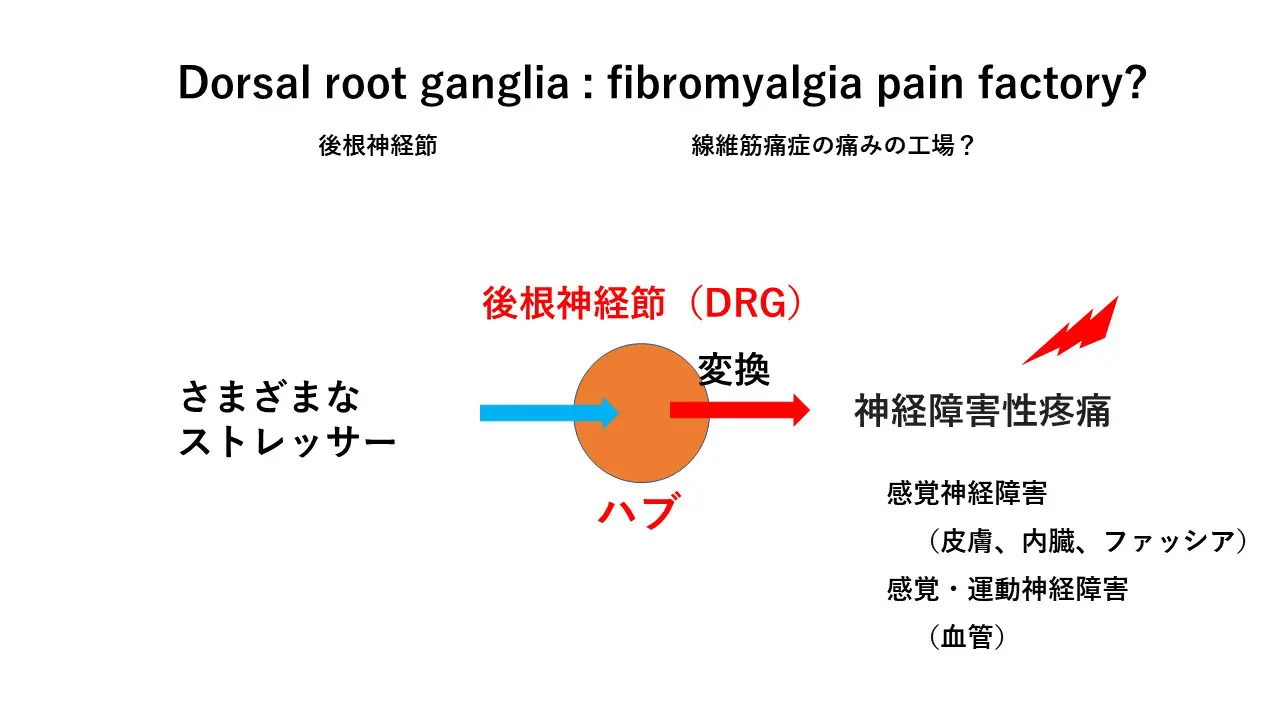 線維筋痛症①（病態） | 喜山整形ハーブクリニック