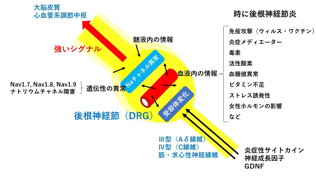 線維筋痛症（FMS,FM） – 藤沢市の鍼灸院なら和へい堂